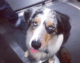 Jackson, Wag Brigade member